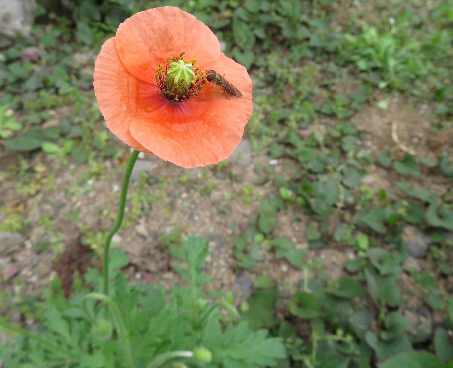 かごめかごめ等・・・ 花はシャガ、ナガミヒナゲシ | 「だい」のひとりごと - 楽天ブログ