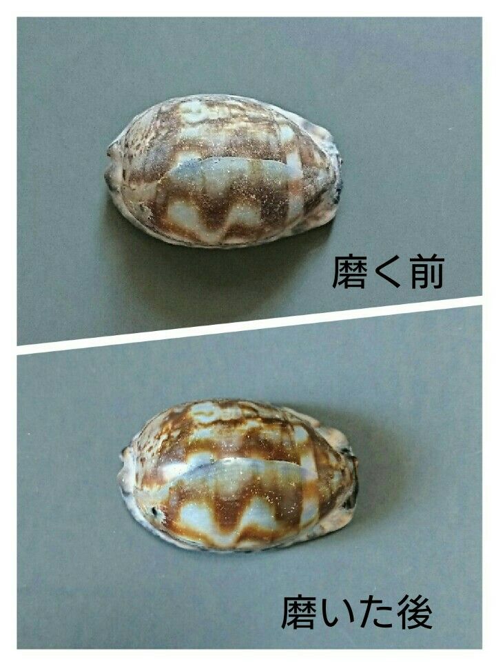 タカラガイ閲覧用 【公式通販】