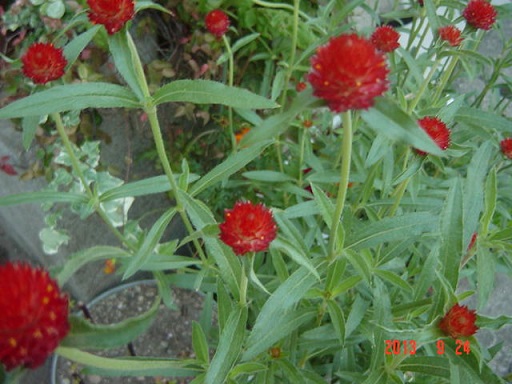 DSC01211.JPG
