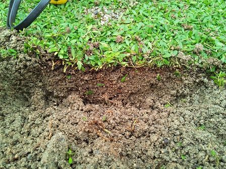 クラピアに適した土壌に変えていくことが必要 緑の温もりを感じる庭づくり 北限のクラピア 楽天ブログ