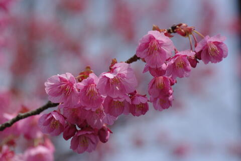 荏原神社の寒緋桜