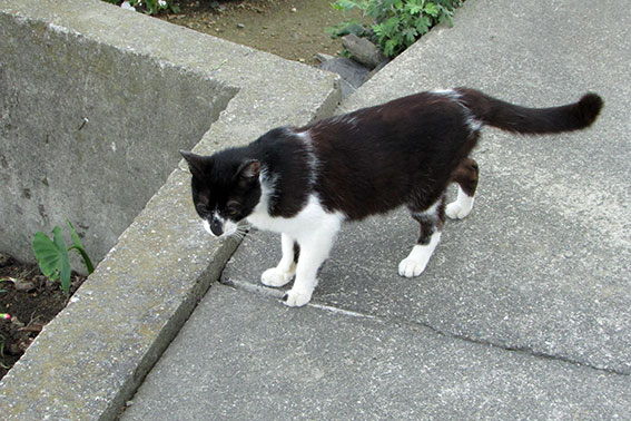 我が家のニャンコ♪2015/5/17-2