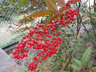 IMG_5355ss.jpg