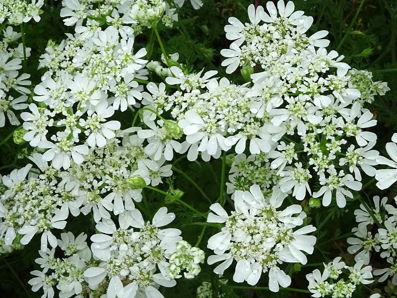 5月16日 今日の一花 その３ ホワイトレースフラワー Gazengamaのブログ 散歩中に出合った花と趣味の陶芸作品 楽天ブログ