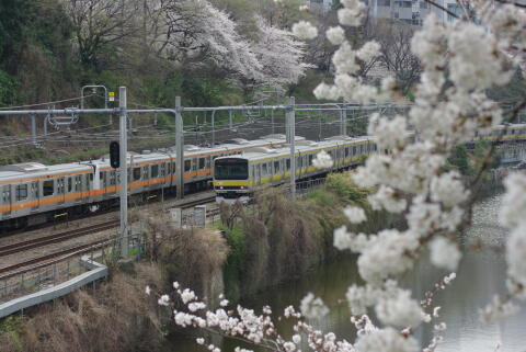 外濠公園の桜