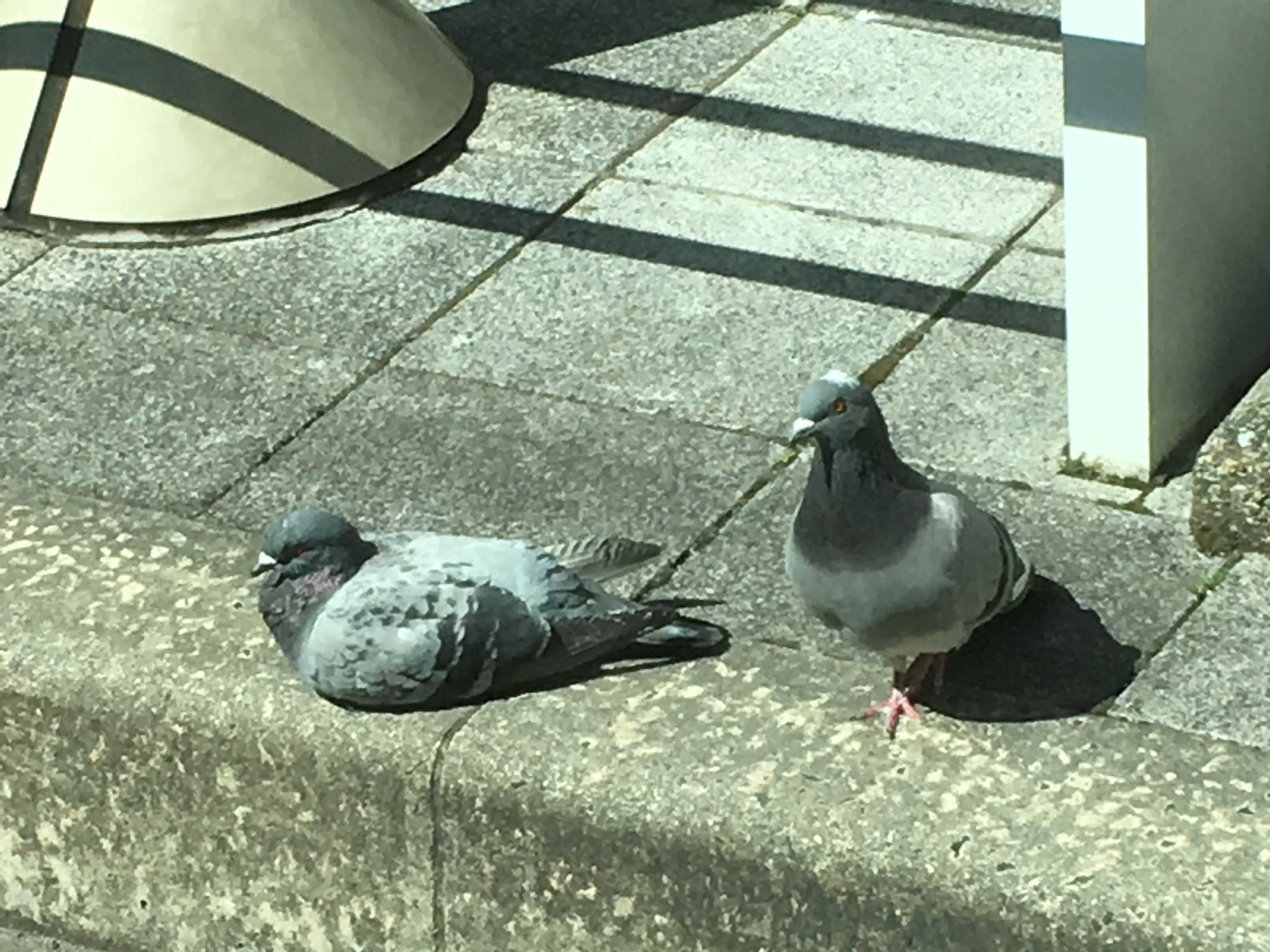 ペタンコのハトさん 茶柴ポメ子のいろいろ日記 飛行機 動物たち 風景夜景色々 楽天ブログ