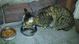 5DA_0878-11.jpg