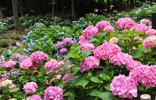紫陽花１