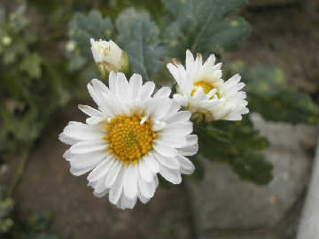 new_PA272186白菊.jpg
