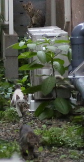 5DA_0823-22.jpg