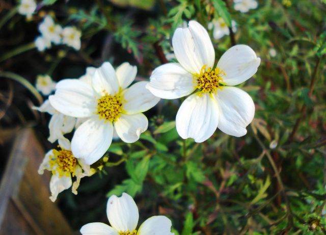 ウインターコスモスの花 花と蕎麦とリハビリと 楽天ブログ