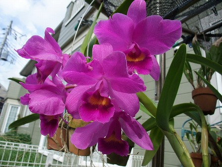 C. Fabingiana 'Mikage' AM/JOS 20121006