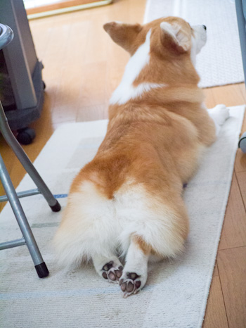 はな