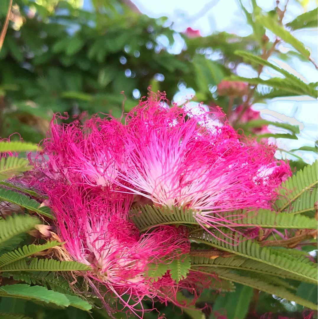 ネムノキ ドラキュラママ４１４１のブログ 楽天ブログ