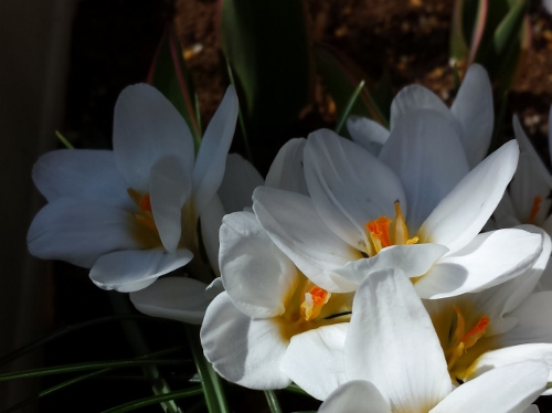 20150321_114005 (500x374).jpg