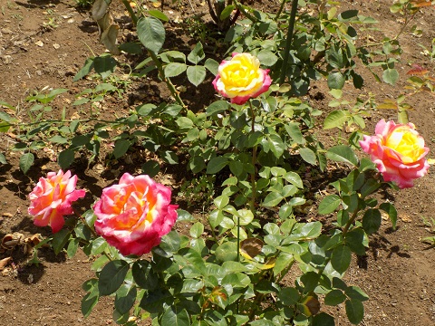 DSCN4313.JPG