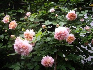 IMGP4267.jpg