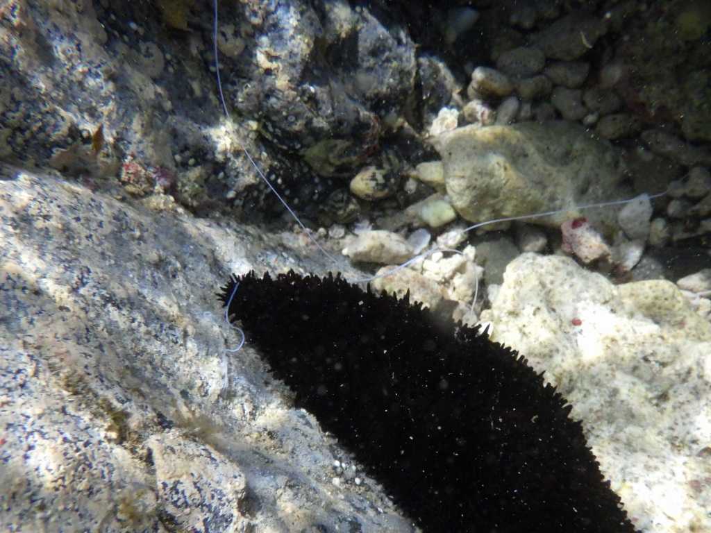 串本磯採集2023年7月下旬24　ニセクロナマコ（Holothuria leucospilota）　キュビエ器官