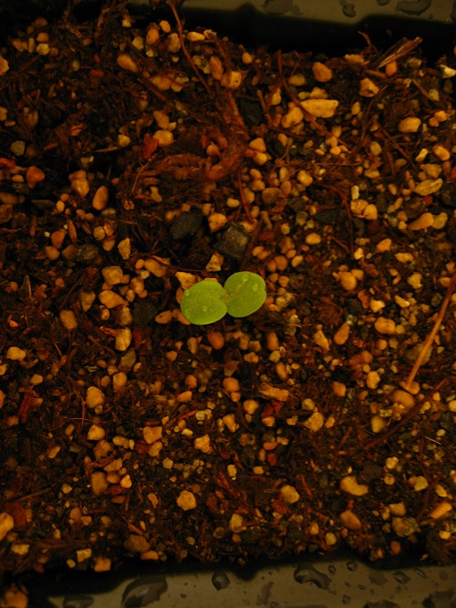 20121025　ビオラ　芽吹き