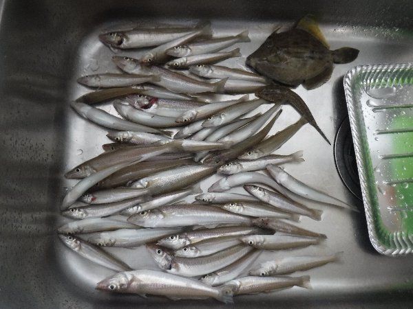 日曜日の沖釣り キスを保険に たかおかさんのぶろぐ 其の弐 楽天ブログ