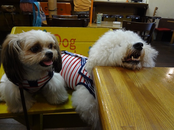 DSC00311.jpgクエスチョン.jpg