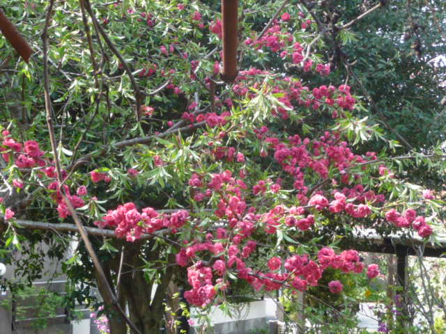243 花モモ
