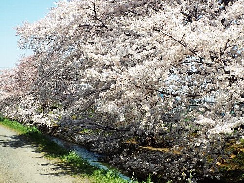 furougawa-sakura-122-b.jpg