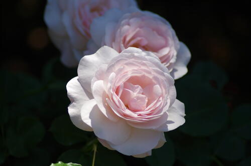 谷津バラ園のバラの花