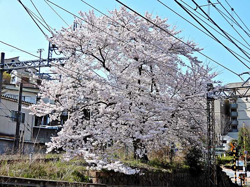 踏切の桜2