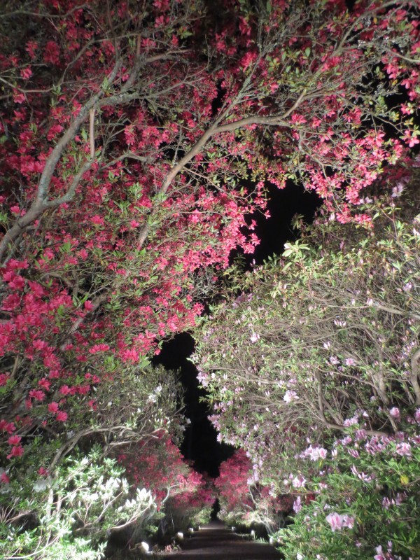 つつじライトアップ