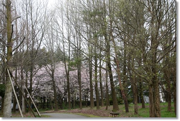 北部公園-2 16.4.10