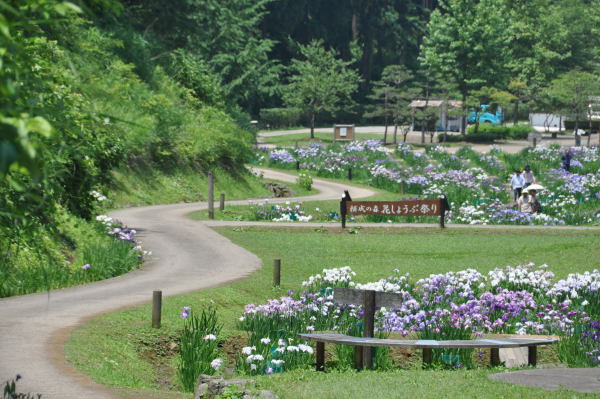 菖蒲・紫陽花