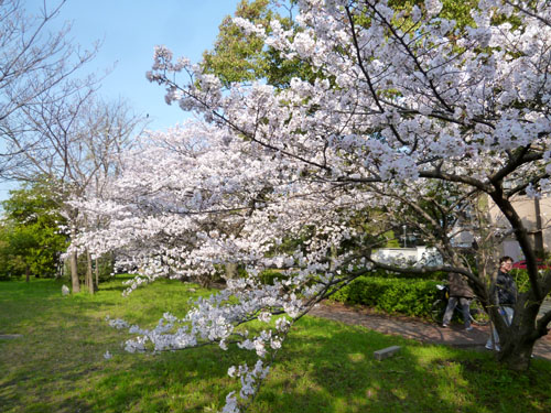 桜２.jpg
