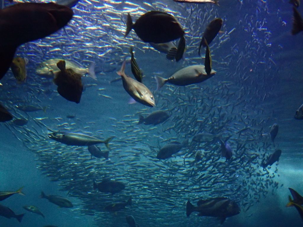 水族館 ボケないための日記のようなモノ 楽天ブログ
