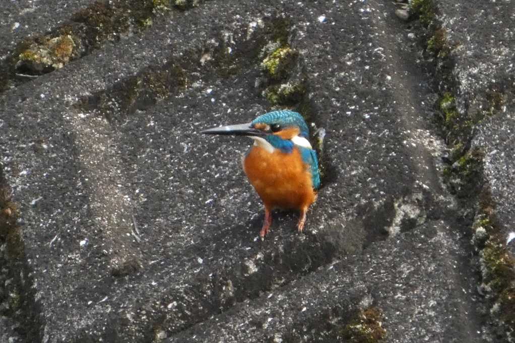 515