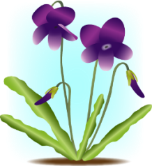 sumire33.png