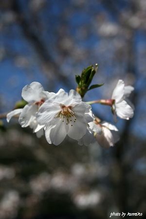 2012 Sakura　鎌倉・光則寺