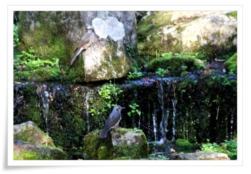 健民海浜公園-9 ヒヨドリ 13.10.13