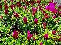 ４月２１日の誕生花 オオムラサキツツジ 大紫躑躅 の花言葉 美しい人 あふれるように咲く大輪の赤紫色の花 弥生おばさんのガーデニングノート 花 と緑の365日 楽天ブログ