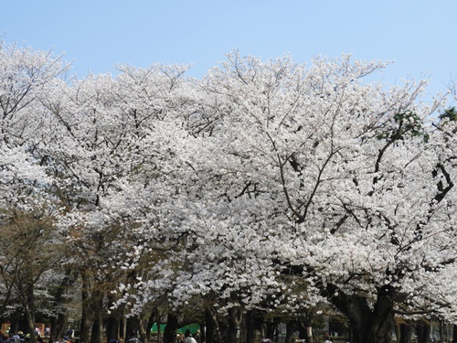 光が丘公園の桜