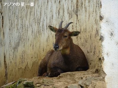 20160726 タンゴ寺6
