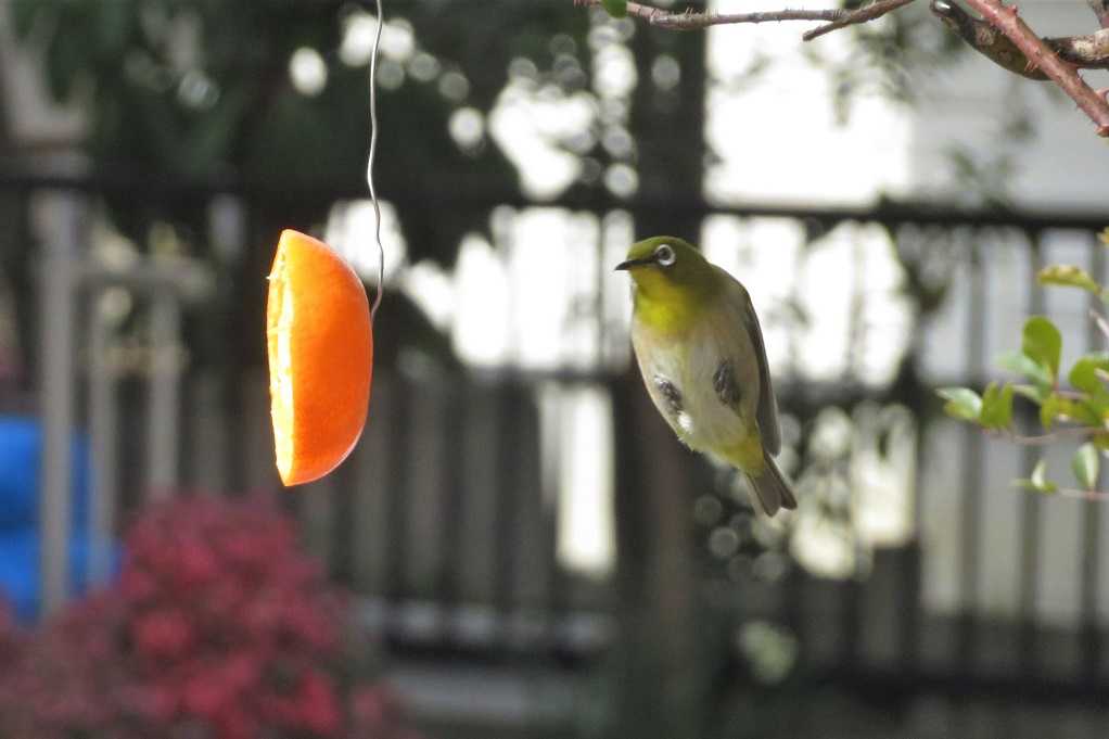 庭の鳥;蜜柑メジロ、仲良しメシロ、ジョウビタキ♂♀、シジュウカラ。 | 大分金太郎の花鳥蝶月 - 楽天ブログ