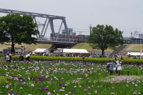 小岩菖蒲園にて