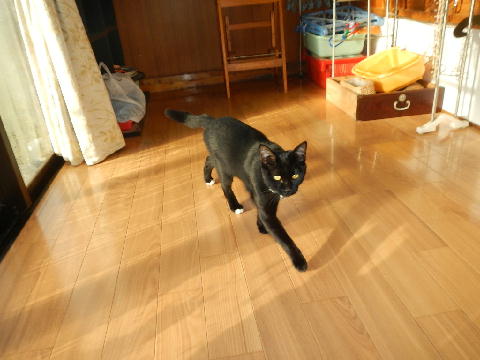 猫.JPG
