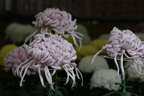 東京都観光 菊花大会