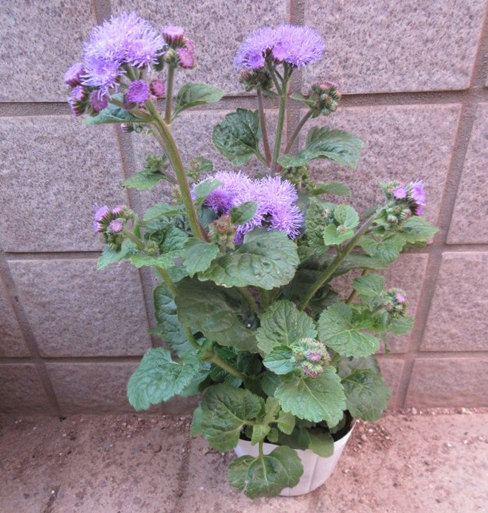 夏花壇の準備に花屋さんへ セッコクとデンドロビウムの交配種 狭い庭を花いっぱいにする育て方 楽天ブログ