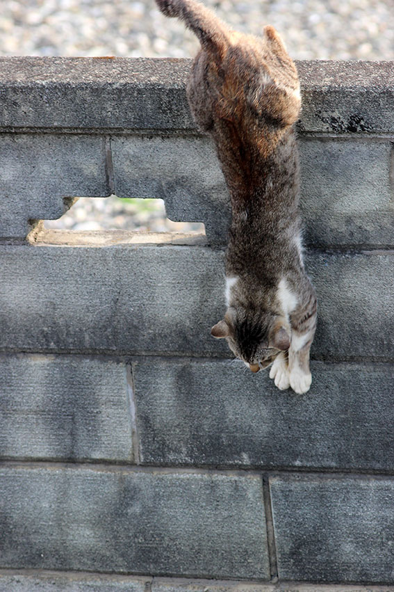 我が家のニャンコ♪2014/05/31-6