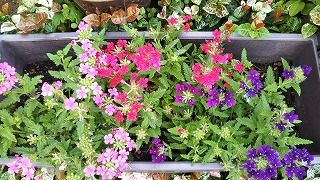 毎年こぼれ種で咲く花 庭の置物たち 楽天ブログ