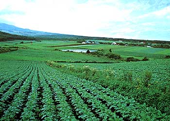 野辺山高原野菜栽培地一望