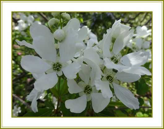 令和４年４月10日 利休梅千利休を偲びおり 花の歳時記 天南星の魅力 山野草 楽天ブログ